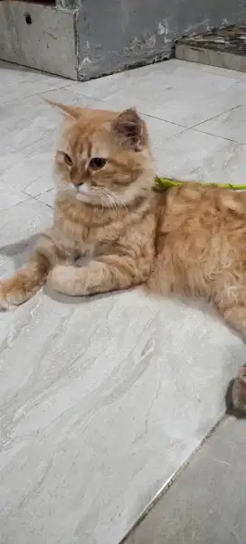 Kucing Persia Himalaya