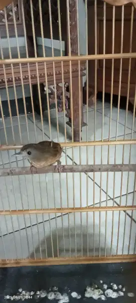 Wambi mini harian gacor mulus,