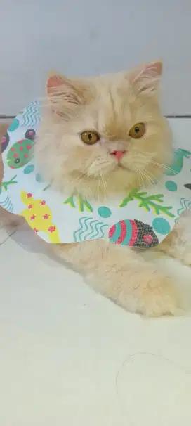 Persia kitten ori