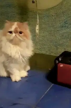 Jantan Persia Peaknose super ekstrim