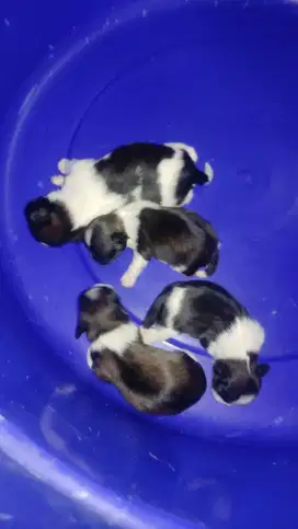 Jual puppies sitzu mix maltese