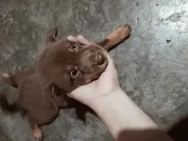 Di jual anak anjing kampung sehat lincah lahap makan usia 3 bulan