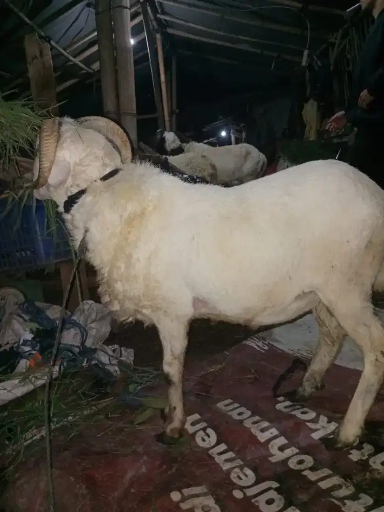 Domba qurban dan aqiqah padasuka atas