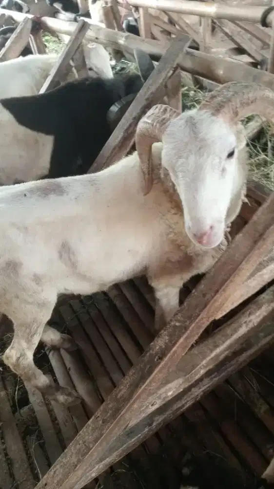 Sedia domba qurban dan aqiqah padasuka atas