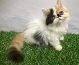 Kucing Persia peaknose kitten betina 3 bulan