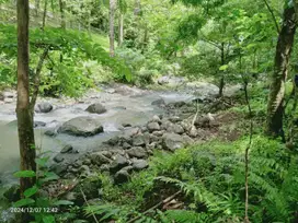 Dijual kebun dengan sungai besar bebetauan di bali
