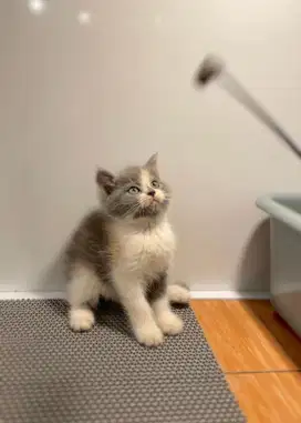 Bsh pure calico dilute