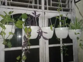 Dijual bunga pot gantung 5