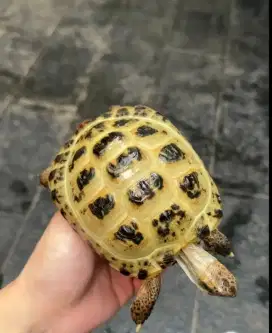 Russian tortoise 13cm