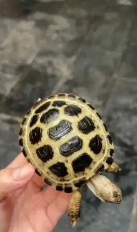 Russian tortoise +-10cm