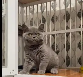 Kitten British shorthair jantan keturunan ped import / bsh