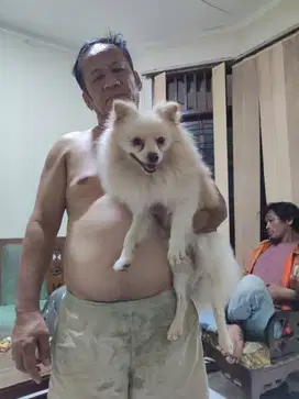 Jual anjing jenis POM