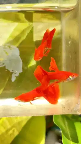 Menjual guppy afr