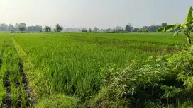 Jual Cepat Sawah 612 m hanya 150juta