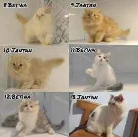 kucing kitten anakan anggora persia ragdoll himalaya mainecoon