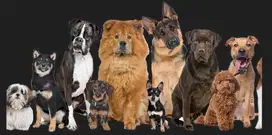 Dog Styler (Bisa semua model)