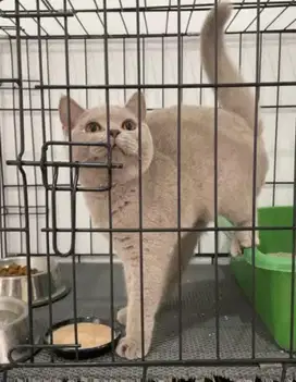 Kucing british shorthair bsh british short hair betina lilac