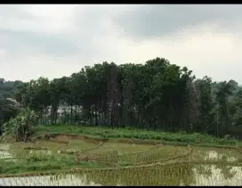 Jual tanah 2.500m² cocok untuk kebun/sawah/ternak/pemakaman cina