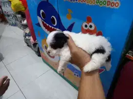 Anak anjing Shipo shitzu poodle