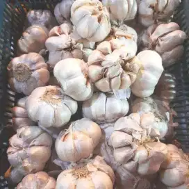 Ready banyak bawang putih
