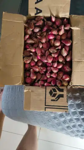 Bawang merah asli brebes bagus