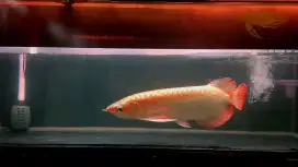 Arwana super red bahan comp 50cm up