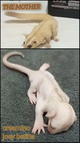 sugar glider joey dan indukan