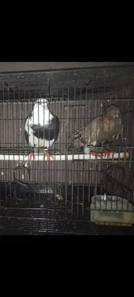 Dijual burung merpati murah