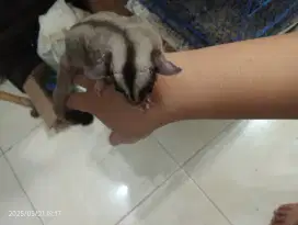 Sugar glider joy usia 7 bulan (2)