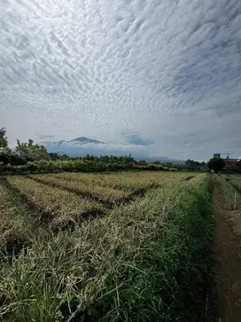 Siap bangun tanah bumiaji luas 650 meter
