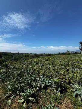 Tanah pertanian 250 ribuan kota batu
