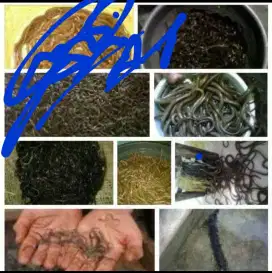 bibit belut Premier Bibit Sidoarjo