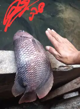 bibit ikan gurami Premier Bibit Sidoarjo