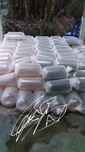 jual berbagai macam bibit ikan air tawar Sidoarjo