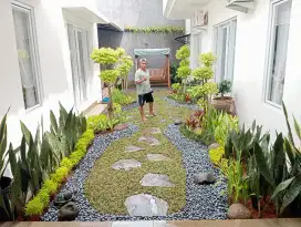 Jual rumput gajah mini