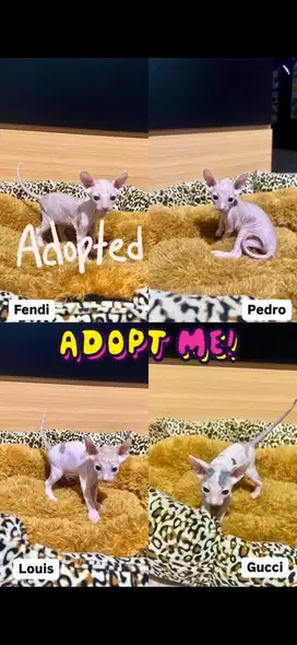KITTEN SPHYNX LINE PED