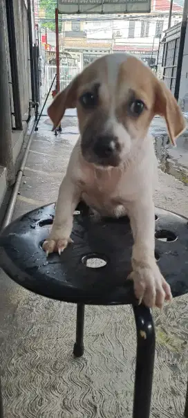 Anak Anjing /Puppy Tekel Mix