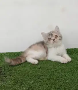 Exo Flat Calico Dilute