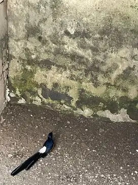 JEBOL KANDANG!! DI JUAL Burung Murai Batu medan super!!