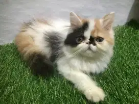 Kucing  peaknose betina kitten 3 bulan