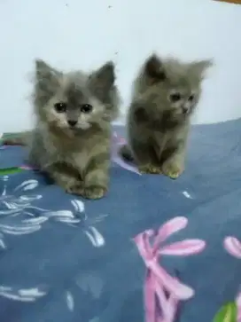 Anakan Persia Flatnose longhair 2 bln an, grey, jantan, betina,