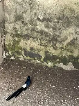 JEBOL KANDANG!! DI JUAL Burung Murai Batu medan super!!