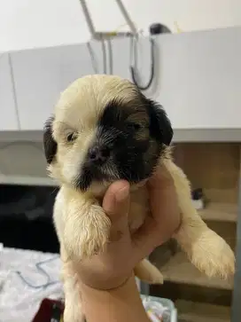 anjing shih tzu