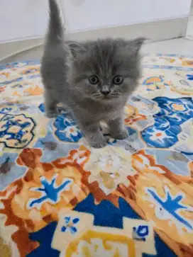 Anak kucing kitten british short hair