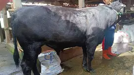 Jual Sapi Brangus (Peliharaan Pribadi) BB 550kg