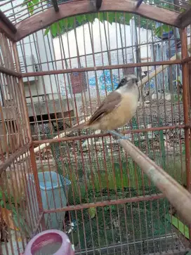 Burung cendet macan A3b1