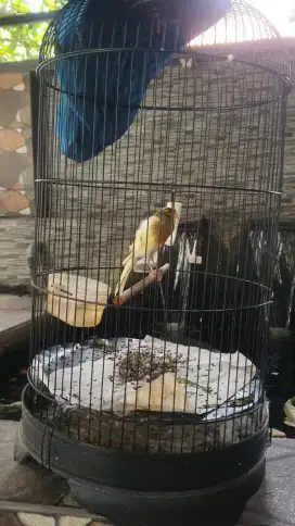 Kenari Gacor Yorkshire x Af
