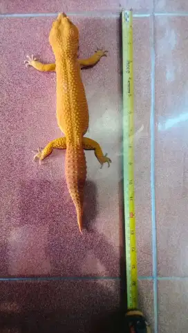 Jual gecko great a