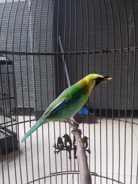 Burung c ranting gacor