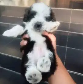 Shihtzu mix poodle